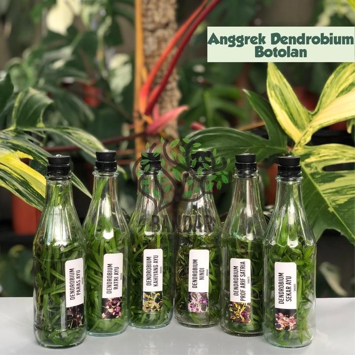 Anggek Botolan Dendrobium Primary Hybrid Bibit Anggrek Dendro Melintir