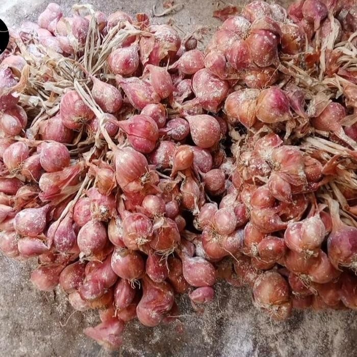 Bibit Bawang Merah Thailand Nganjuk Super 1 Kg