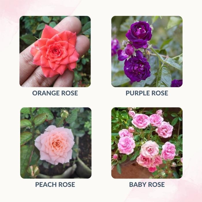 Paket Tanaman Mawar Mini