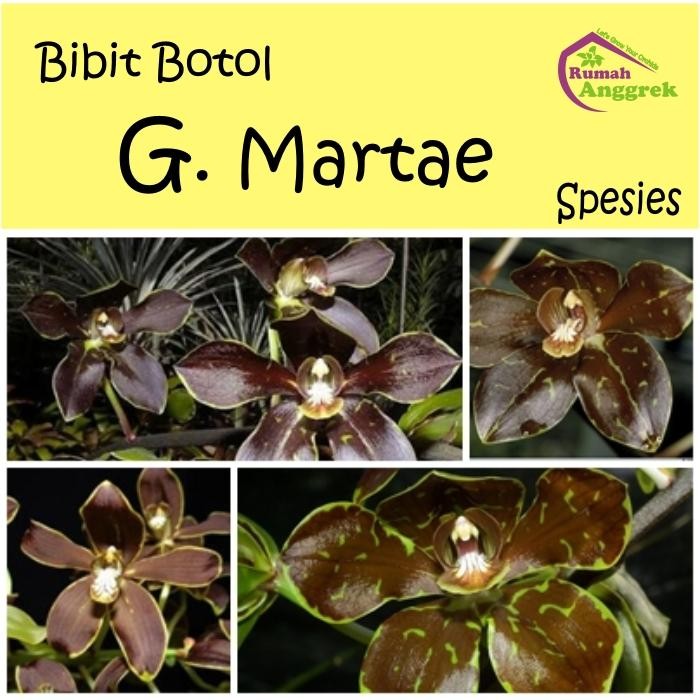 Bibit Botol Grammatophyllum Martae Spesies Anggrek Filipina macan gram