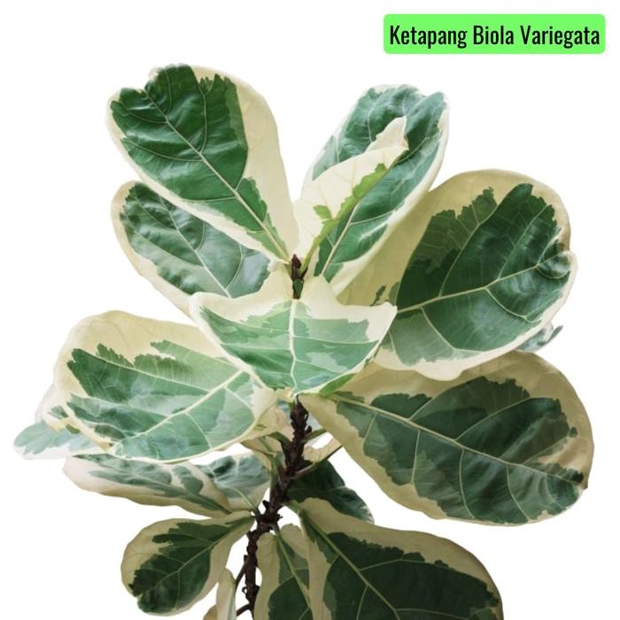 Tanaman hon Ketapang Biola Variegata (Ficus lyrata)
