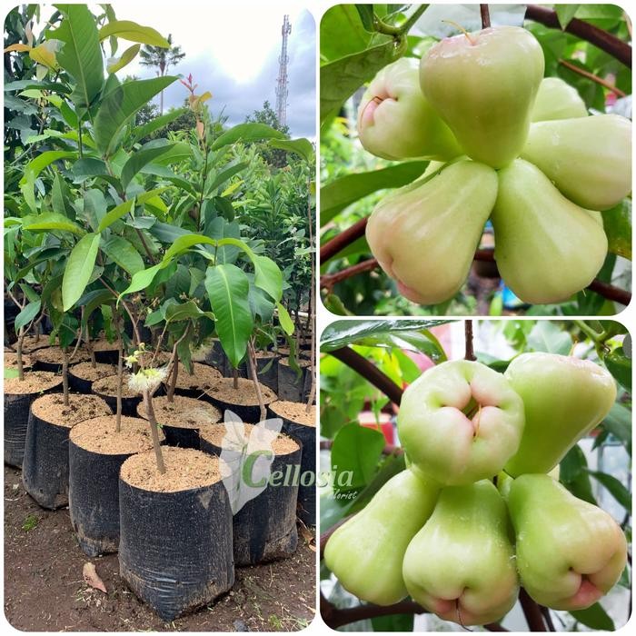 Bibit Tanaman Buah Jambu Air Madu Deli Jumbo (Sudah Berbuah)