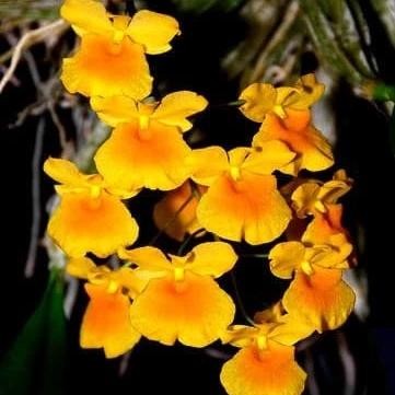 Anggrek Dendrobium Agregatum