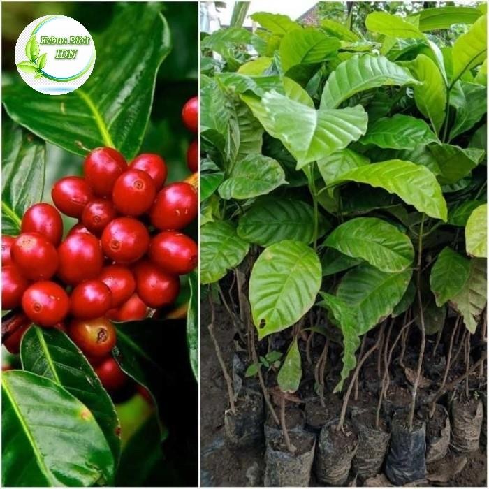 ASLI Bibit Taan Kopi Robusta Sambung READY STOCK