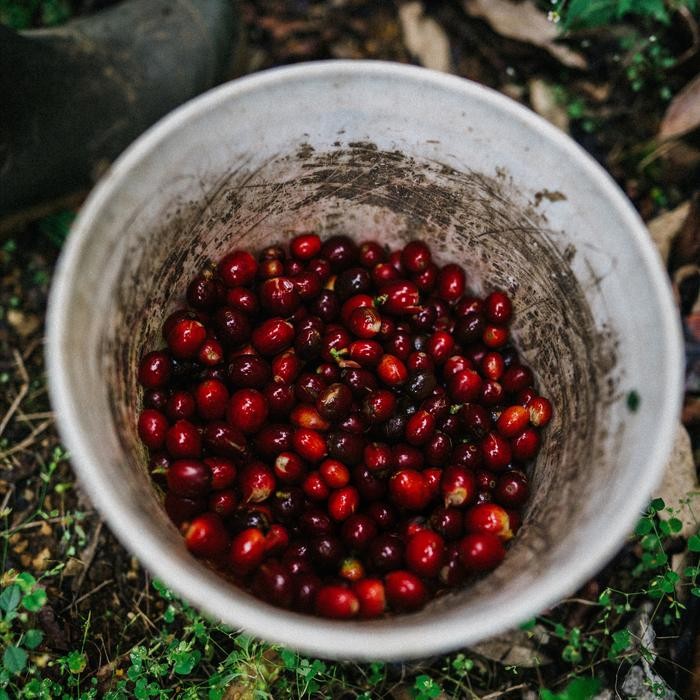 

HALU PINK BANANA - FILTER COFFEE SPECIALTY COFFEE BY SPACE ROASTERY