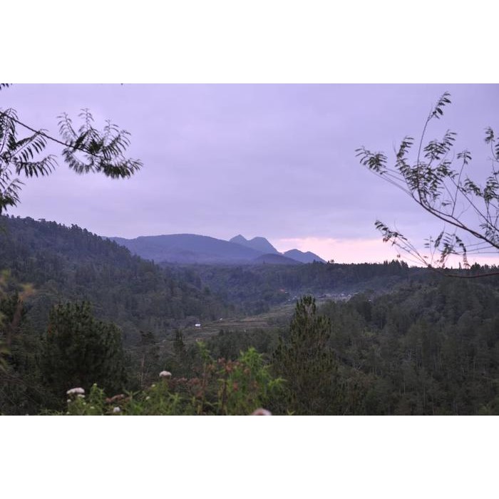 

ARABICA GREEN COFFEE BEAN - TORAJA AWAN