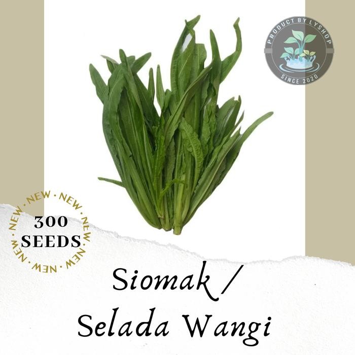 Benih Bibit Siomak Repack/ bibit Selada Wangi / bibit sayur hidroponik