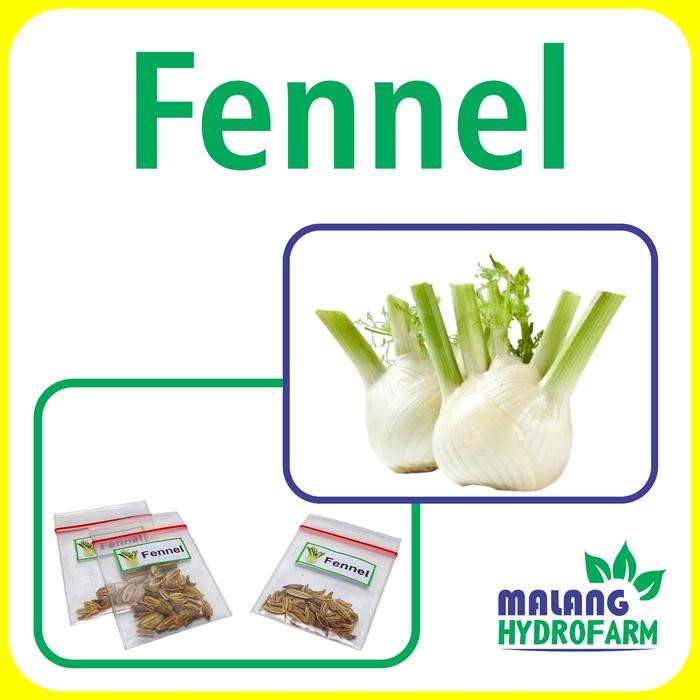 Benih Fennel Unggulan Berkualitas biji bibit repack sayur adas manis hydroponik hidroponik anis