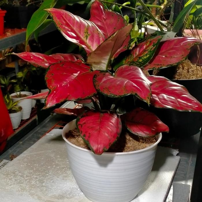 Aglonema Red Anjamani Indukan