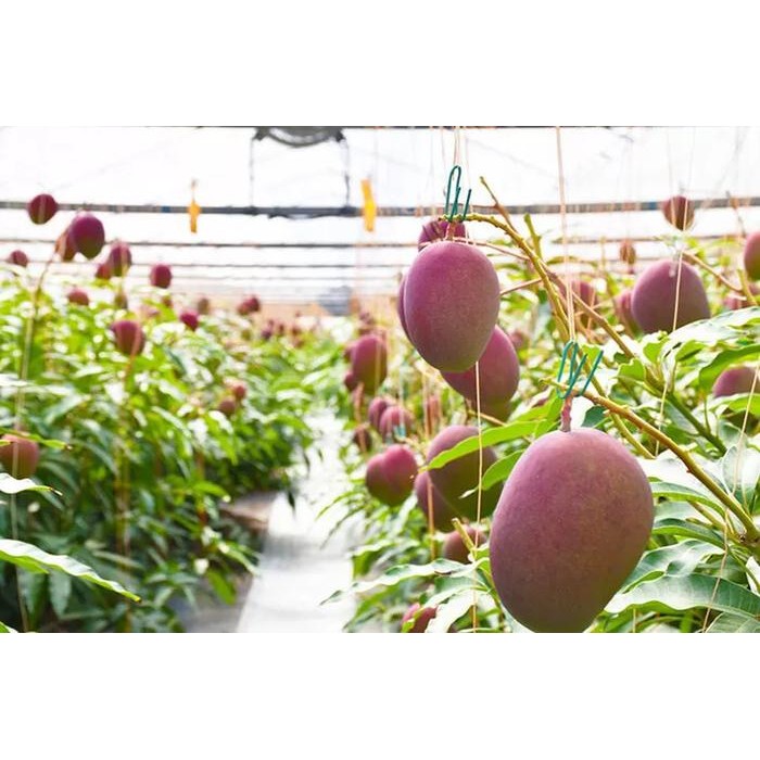 Mangga Miyazaki Berbuah