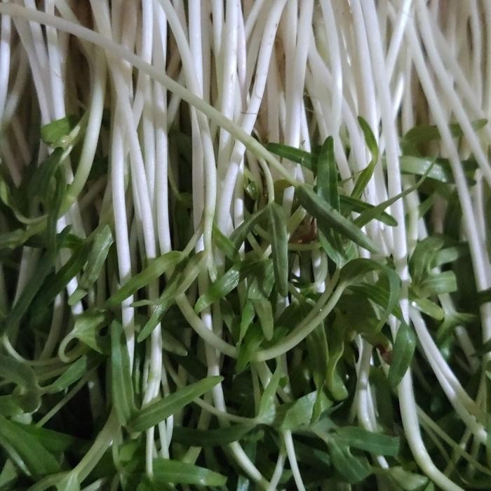 Microgreens Kit Pemula Plus