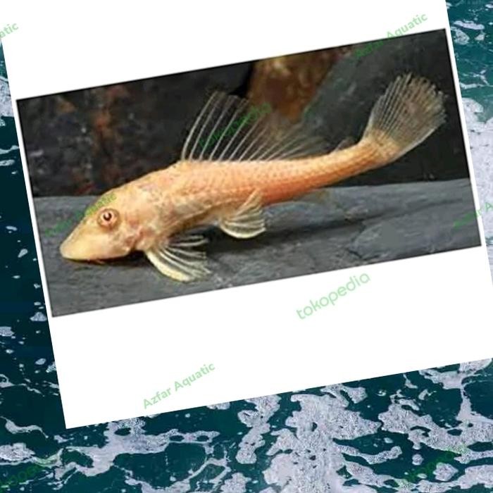 ikan sapu sapu albino *