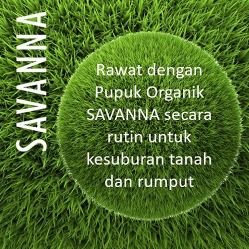  Pupuk Rumput Gajah Mini / Pupuk Rumput Savanna 100ml