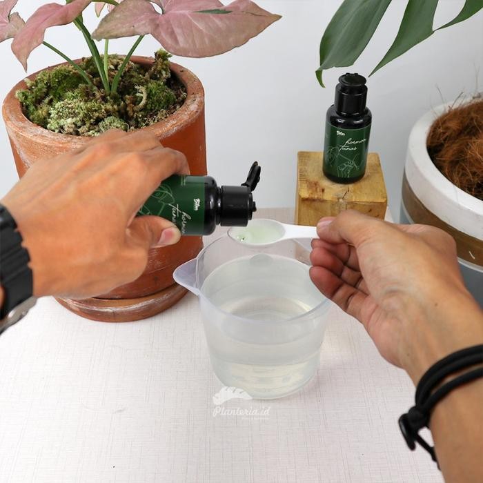 Hormon Penumbuh Tunas Tanaman Hormon Penumbuh Tunas Anggrek