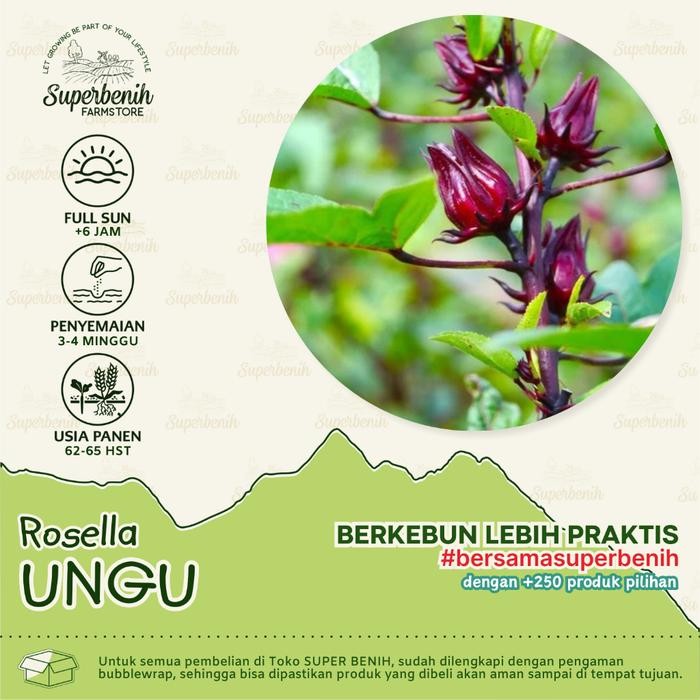 [Expert] 20 Biji - Benih Rosella MERAH dan Rosella UNGU, bunga lebat, mudah ditanam