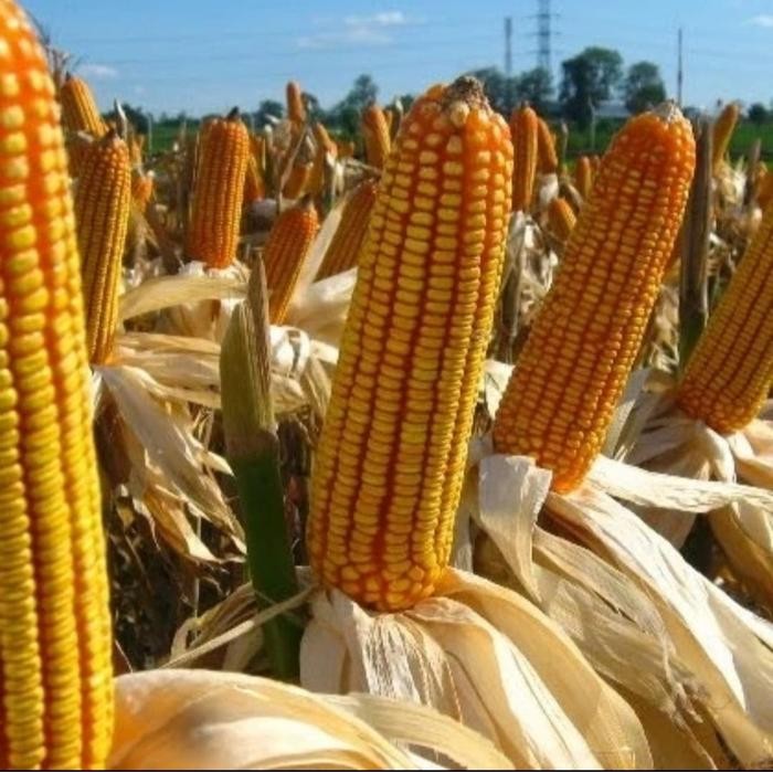 Pupuk Garden 68 Vitamin Tanaman - Smart Garden 68 Kemasan 100gr