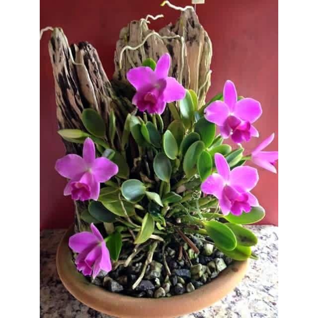 Pupuk Organik Tanaman Hias, Pupuk Organik Tanaman Hias Jago