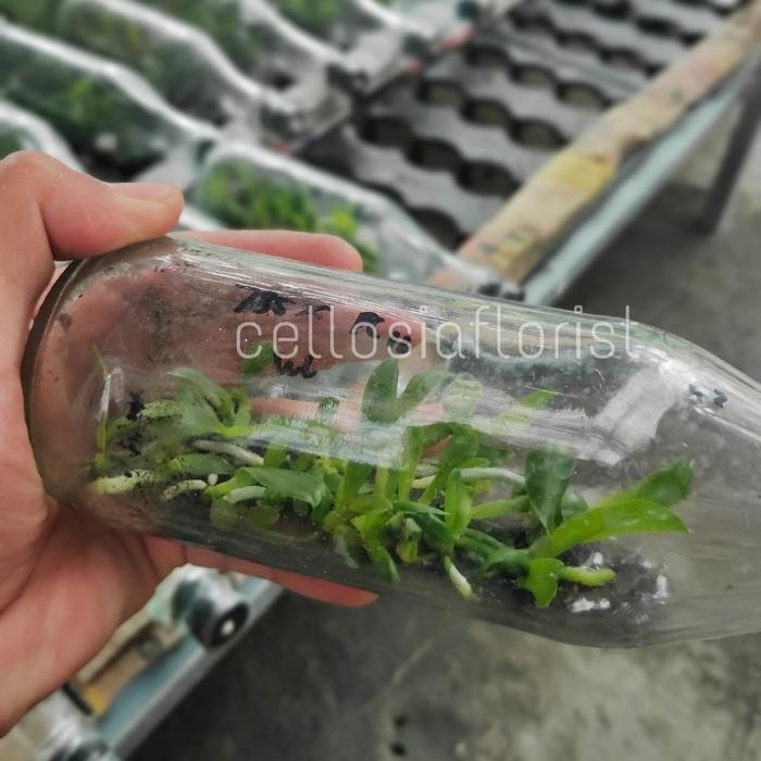 Bibit Anggrek Dendro Botol / Anggrek Botolan