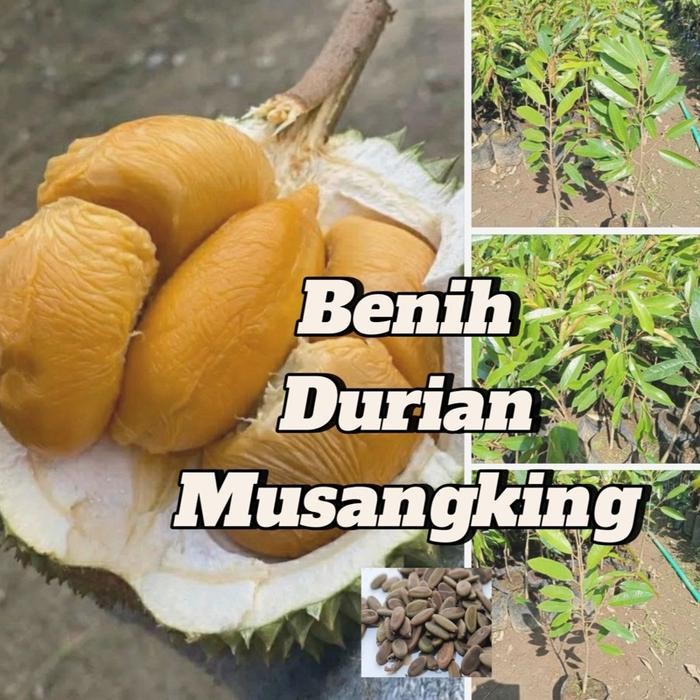 benih tanaman durian musangking (bbt durian musangking)