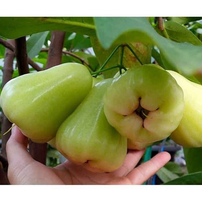 Fresh Cangkok Jambu Air Madu Deli Hijau