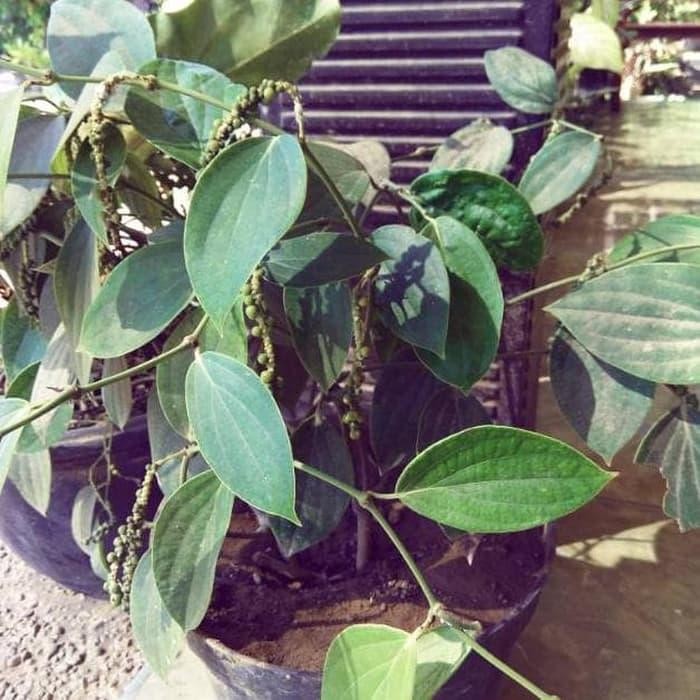 5 tanaman lada perdu bibit unggul .