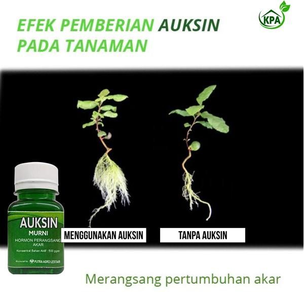 TOP" AUKSIN HORMON ZPT PERANGSANG TUMBUHAN