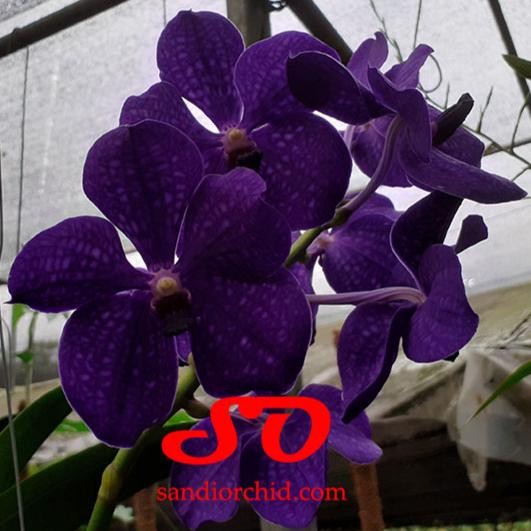 Vanda Pachara Delht : Kecantikan Safir Gelap yang Sulit Dilupakan