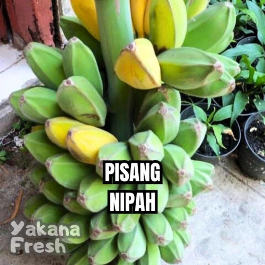 

Pisang Nipah 1Kg Buah