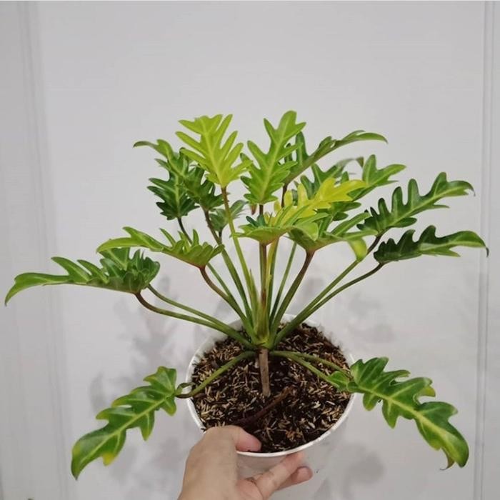 Tanaman Hias Philodendron Xanadu Golden / Murah + Pot