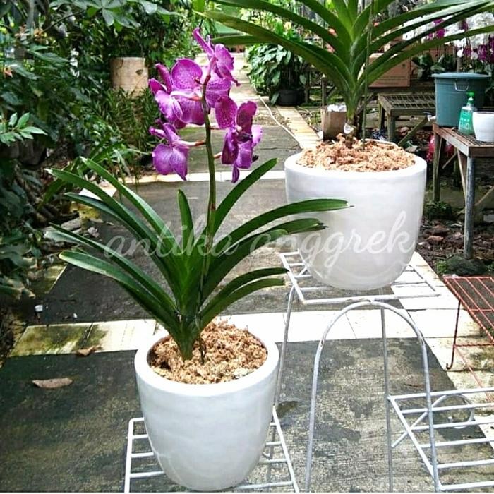 Anggrek Vanda Include Pot