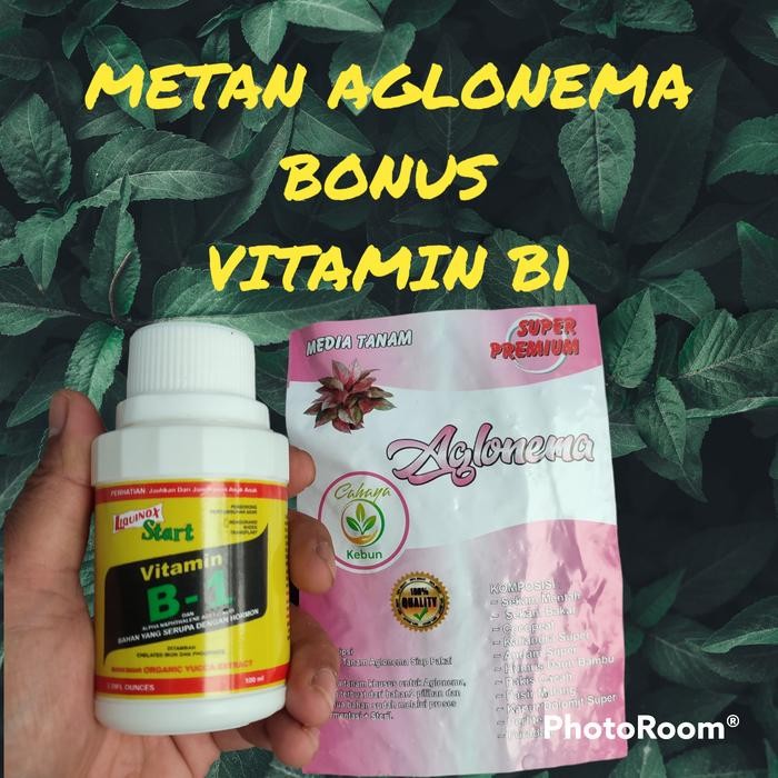 Mediatanam Aglonema 2Kg Bonus Vitamin B1