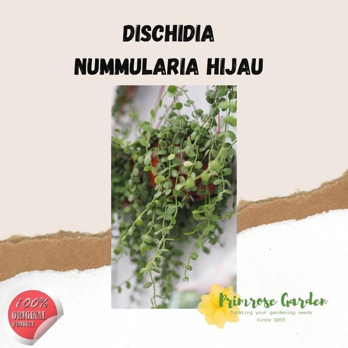Dischidia Nummularia Tanaman Gantung