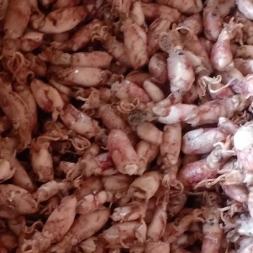 

Ikan Asin Baby Cumi Beku Asin