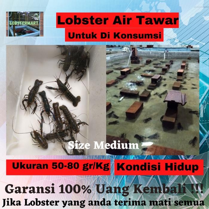 

Live Lobster Air Tawar Konsumsi size Medium 51-80gr/1kg