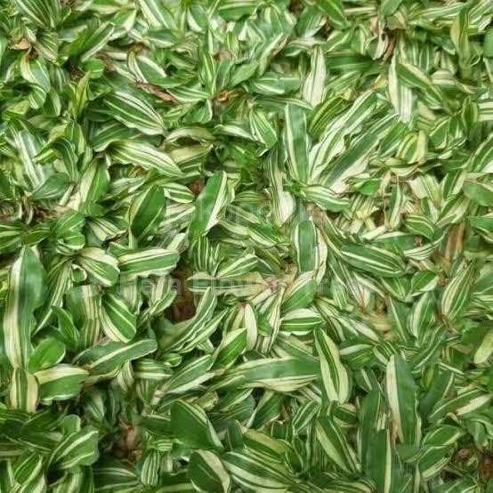 

(Expert) Rumput gajah mini varigata 30x30 / gajah mini kuaci UK 30cm