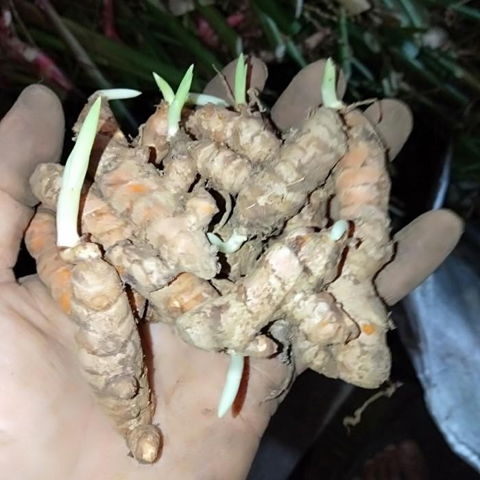 

(Expert) Bibit kunyit sudah bertunas