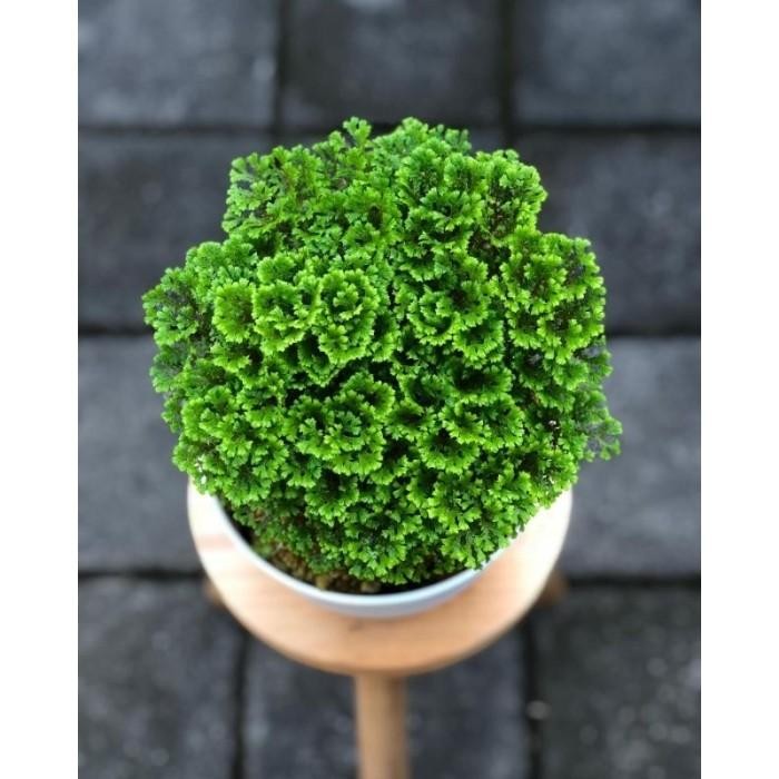 

(Expert) Lumut Ambon tanaman paludarium / rumput Papua / selaginella apoda