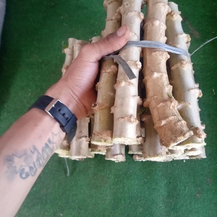 

(Expert) bibit pohon singkong hybrida madu perikat isi 10 potong