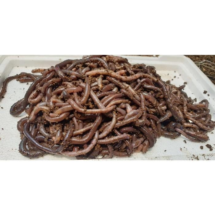 Cacing Kalung Kebo 1kg