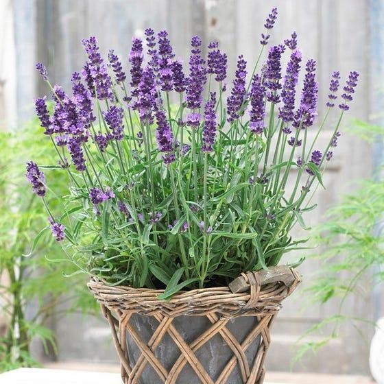 Tanaman Bunga English Lavender / Lavender Inggris ASLI