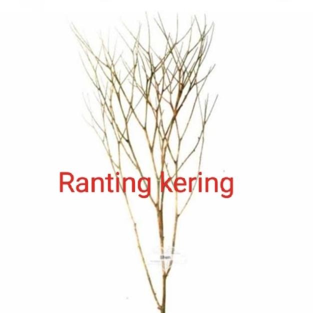 Hiasan ranting kayu ranting kayu Ranting kering ranting basah