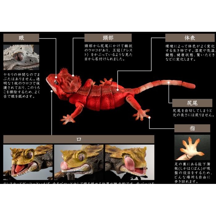 Crested gecko figure ikimono bandai premium gashapon