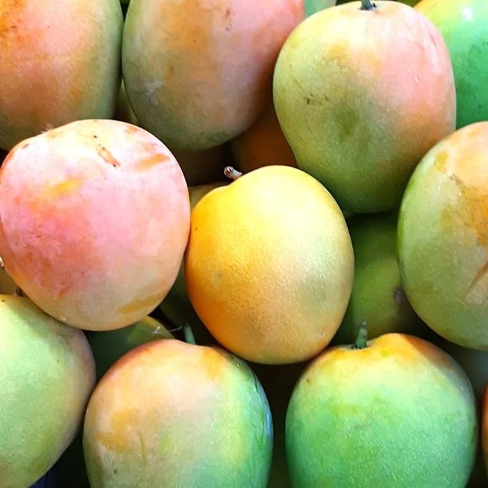 

Glx mangga gedong gincu