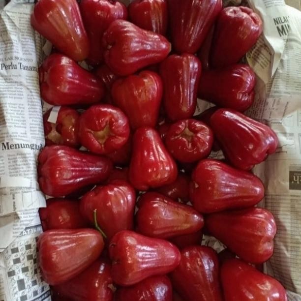 

Glx jambu air citra merah 1 kg