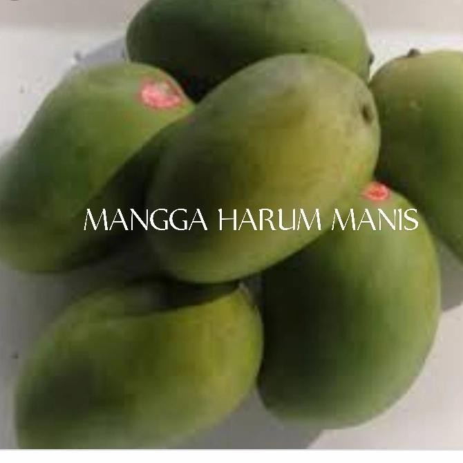 

Glx MANGGA HARUM MANIS FRES PER 1KG