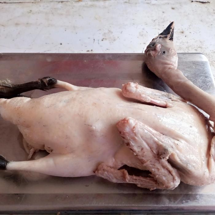 

Gdh bebek kampung lokal asli jumbo murah banget