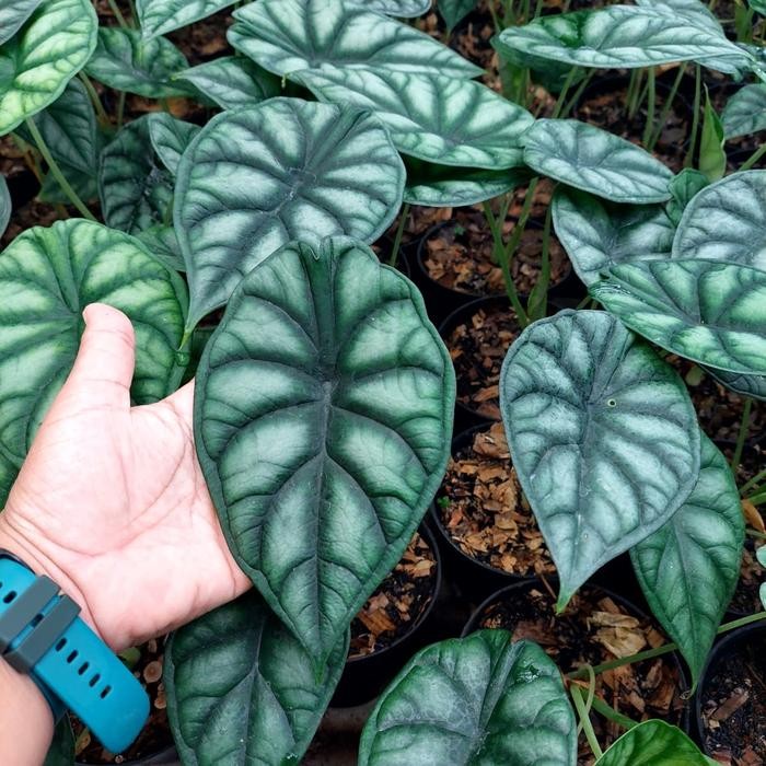 Tanaman hias Alokasia Alocasia Dragon scale Baginda ukuran M