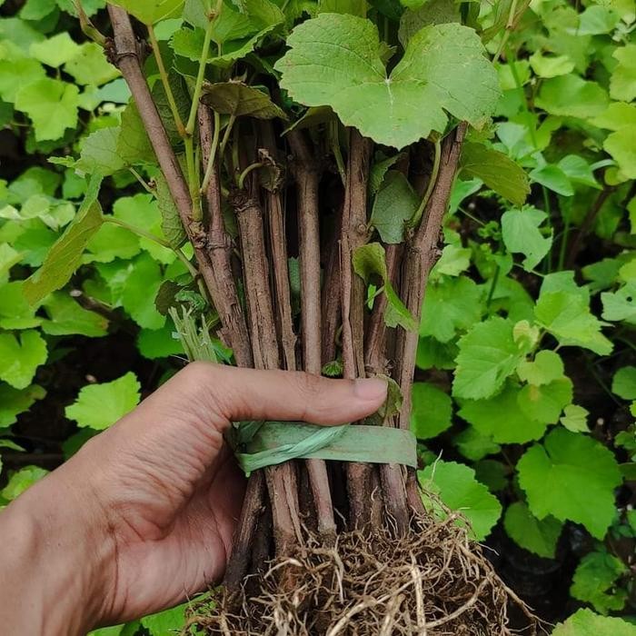 BAREROT BIBIT ANGGUR LOKAL JENIS ISABELLA DAPAT 15 BATANG BAREROT