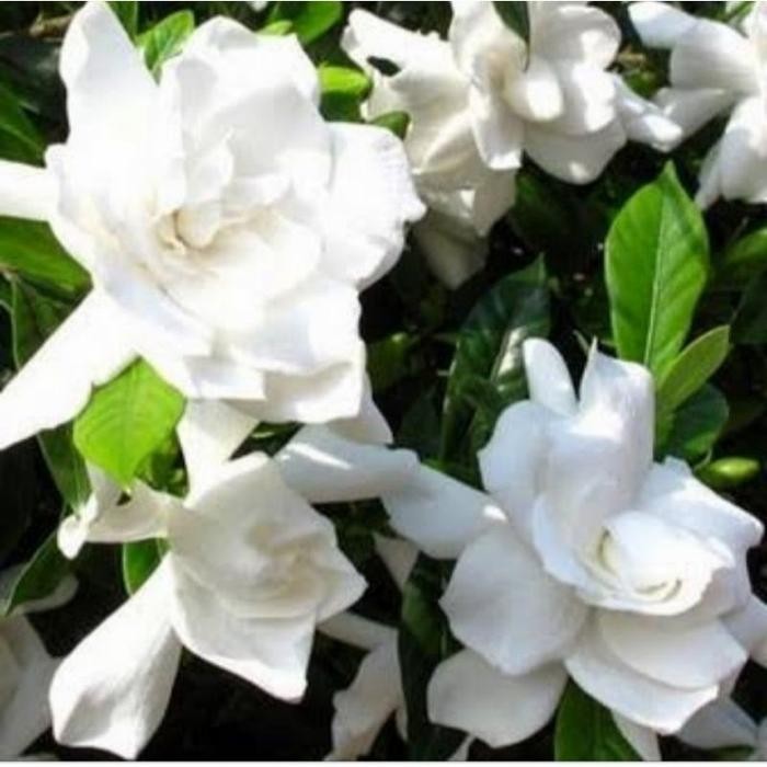 pohon gardenia / cempiring tanaman-hidup Bunga hidup Gardenia