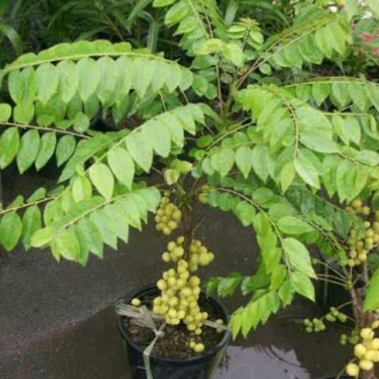 Bibit Tanaman Cermai Pohon Ceremai Bibit Buah Cermai Bibit Cermay